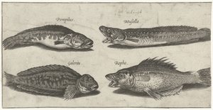 Gabeldorsch, Zackenbarsch, gehörnte Schleimfisch und ein schwarzer Fisch von Pierre Firens