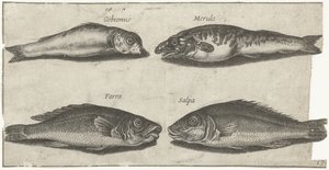Grundel, Barsch, Wittling und ein anderer Fisch