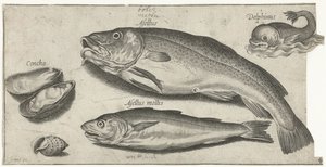Kabeljau, Wittling, ein Delfin und Muscheln von Pierre Firens