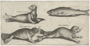 Zwei Robben, ein Seelöwe und ein Meeräschen von Pierre Firens