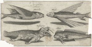 Fliegender Knurrhahn, Kliesche, Schleimfisch und ein Walross von Pierre Firens
