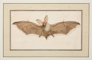 Braunes Langohr, ca. 1755-65