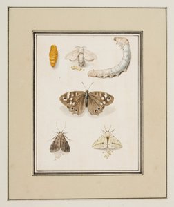 Schmetterlinge, Motten und Raupen, ca. 1755-65 von Pierre Francois Ledoulx