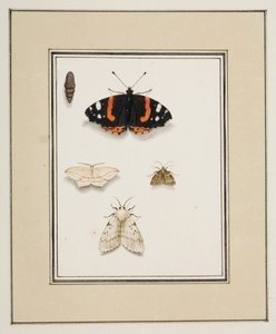 Schmetterlinge, ca. 1755-65 von Pierre Francois Ledoulx