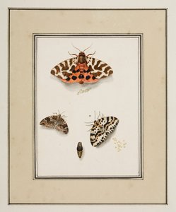 Schmetterlinge, ca. 1755-65