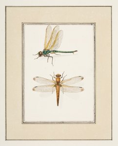 Libellen, ca. 1755-65 von Pierre Francois Ledoulx