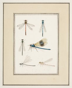 Libellen, ca. 1755-65