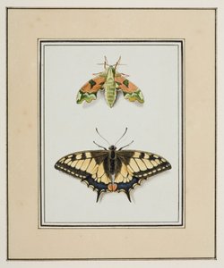 Schwärmer und Schwalbenschwanz, ca. 1755-65