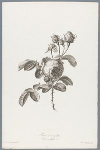Hundertblättrige Rose von Pierre François Legrand