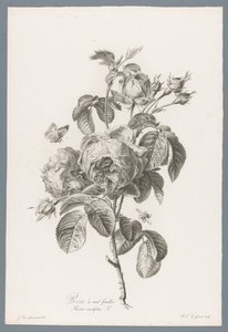 Hundertblättrige Rose