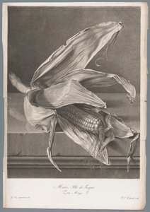 Mais von Pierre François Legrand