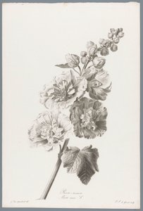 Stockrose von Pierre François Legrand