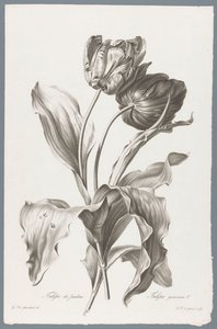 Tulpe von Pierre François Legrand