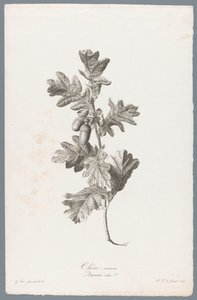 Stieleiche von Pierre François Legrand
