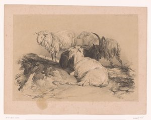 Studie von Schafen und Ziegen