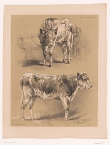 Zwei Studien eines Rindes von Pierre Frédéric Lehnert
