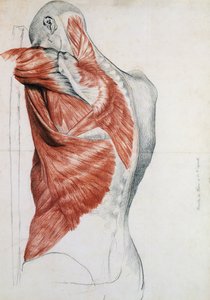 Menschliche Anatomie; Muskeln des Torsos und der Schulter