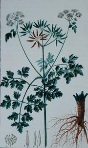 Botanische Tafel, die Kerbel darstellt, aus 