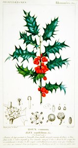 Stechpalme (Ilex aquifolium) botanische Tafel, ca. 1820