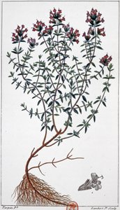 Thymian (Gravur)