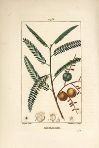 Amla