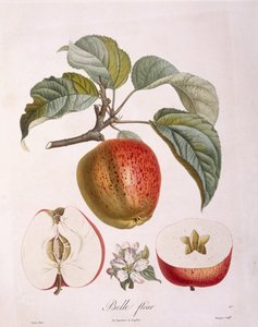 Apfel 