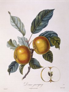 Apfel "Doux-Juvigny", botanische Tafel von Pierre Jean Francois Turpin