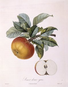 Apfel "Doux Amer Gris", botanische Tafel von Pierre Jean Francois Turpin