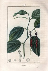 Botanik: Schwarzer Pfeffer - Schwarzer Pfeffer mit Blättern und Pfefferkörnern, Piper nigrum. Handkolorierter Kupferstich von Lambert nach einer Zeichnung von Pierre Jean-Francois Turpin aus Chaumeton, Poiret et Chamberet