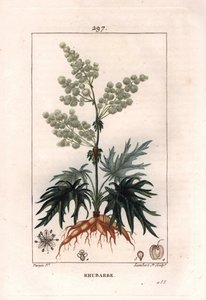 Botanik: Rhabarber - Kupferstich von Lambert nach einer Zeichnung von Pierre Jean-Francois Turpin von Pierre Jean Francois Turpin