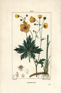 Hahnenfuß - Aufrechter Hahnenfuß, Ranunculus acris, mit Blume, Blatt, Stiel und Wurzel