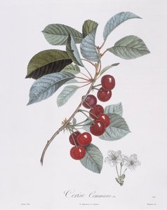 Kirschbaum, botanische Tafel von Pierre Jean Francois Turpin von Pierre Jean Francois Turpin
