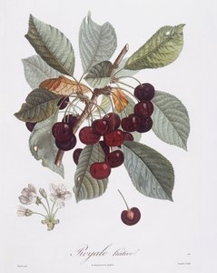 Kirschbaum (Prunus avium), botanische Tafel von Pierre Jean Francois Turpin von Pierre Jean Francois Turpin