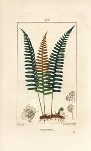 Gemeiner Tüpfelfarn, Polypodium vulgare, mit Blatt, Samen und Wurzel. Handkolorierter Kupferstich von Lambert Junior nach einer Zeichnung von Pierre Jean-Francois Turpin aus Chaumeton, Poiret und Chamberet