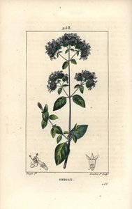 Gemeiner Oregano, auch Wilder Majoran genannt