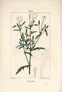 Gemeiner Greiskraut - Gemeiner Greiskraut, mit Blume, Blatt, Samen, Stängel und Blattriss