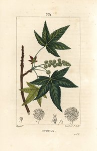 Copalm von Amerika oder Liquidambar, Liquidambar styraciflua von Pierre Jean Francois Turpin