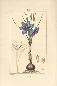Krokus - Safrankrokus, Crocus sativus, zeigt Blume, Blatt, Stängel, Zwiebel und Stigma. Handkolorierter Kupferstich von Lambert Junior nach einer Zeichnung von Pierre Jean-Francois Turpin aus Chaumeton, Poiret und Chamberet