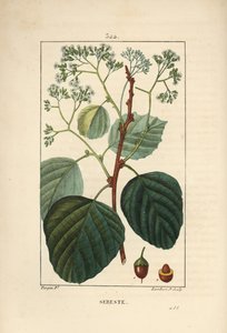 Haus-Sebestier - Assyrische Pflaume oder Lasura, Cordia myxa, mit Blüte, Blatt, Stängel und Frucht. Handkolorierter Kupferstich von Lambert Junior nach einer Zeichnung von Pierre Jean-François Turpin aus Chaumeton, Poiret und Chamberet