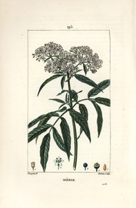 Zwerg-Holunder, Sambucus humilis