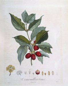 Kornelkirsche (Cornus mas), botanische Tafel von Pierre Jean Francois Turpin von Pierre Jean Francois Turpin