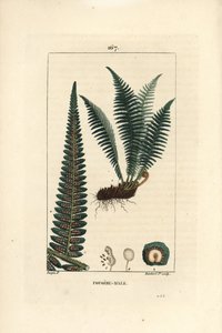 Männlicher Wurmfarn, Dryopteris filix-mas von Pierre Jean Francois Turpin