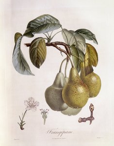 Frangipane (Plumeria) Früchte, botanische Tafel von Pierre Jean Francois Turpin