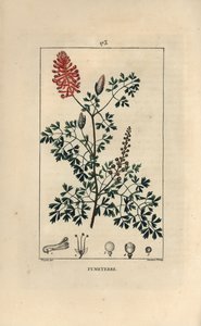 Fumeterre officinale oder Fuß de Celine - Erdrauch, Fumaria officinalis, zeigt Blumen, Blätter und Samen von Pierre Jean Francois Turpin