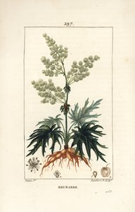 Gartenrhabarber - Rhabarber, Rheum rhabarbarum (Rheum palmatum), mit Blume, Stiel, Blatt, Samen und Wurzel