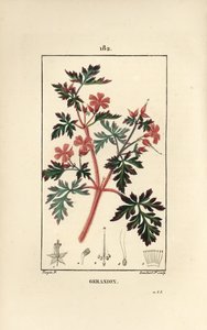 Storchschnabelkraut Robert - Ruprechtskraut, Geranium robertianum