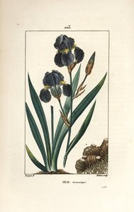 Deutsche Schwertlilie oder Garten-Schwertlilie - Blaue Schwertlilie, Iris germanica, Blatt, Blüte und Wurzel. Handkolorierte Punktkupferstich von Dubois nach einer Zeichnung von Pierre Jean-Francois Turpin aus Chaumeton, Poiret und Chamberet