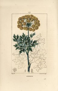Gummiferule oder Galbanum - Galbanum, Ferula gummosa, zeigt Blüten, Blätter und Samen