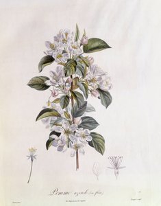 Weißdorn (Crataegus azarolus) Blume, botanische Tafel von Pierre Jean Francois Turpin