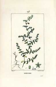Herniary glabrous oder Turquette - Bruchkraut, Herniaria glabra